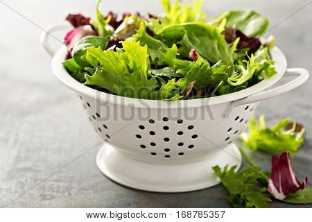 Fresh green spring mix salad leaves in a collander