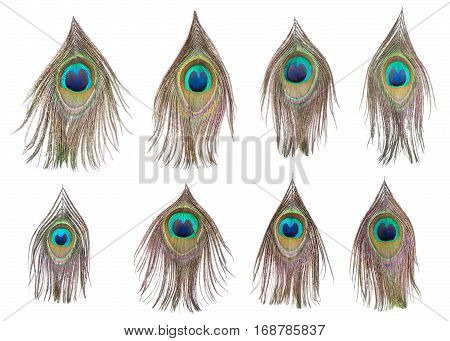 Set of dividual bright peacock feathers on the white background for your design, lying flat, top view