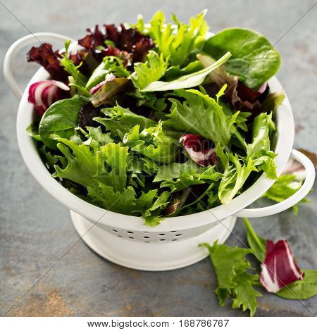 Fresh green spring mix salad leaves in a collander