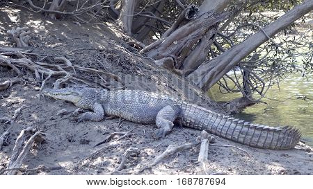 Salt water crocodile in the wild, Kimberley Coast, Western Australia.
