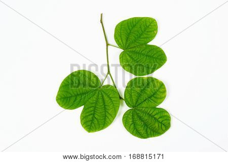 Green Leaves On Isolated White Background.