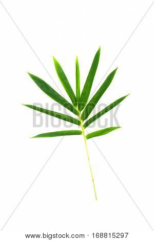 Green Leaves On Isolated White Background.
