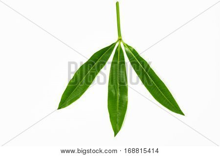 Green Leaves On Isolated White Background.
