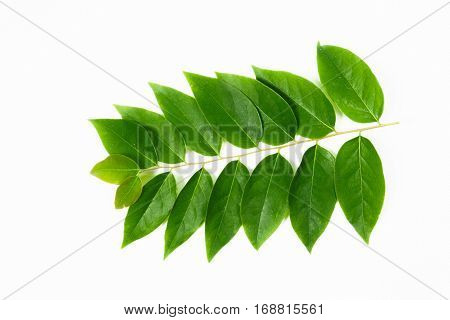 Green Leaves On Isolated White Background.