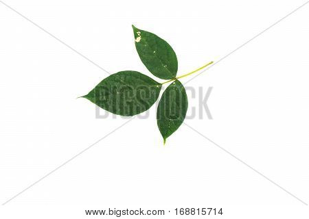 Green Leaves On Isolated White Background.