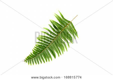 Green Leaves On Isolated White Background.