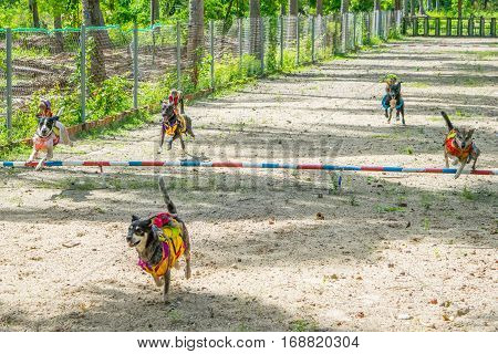 dog race moment - finish for monkey riding dogs