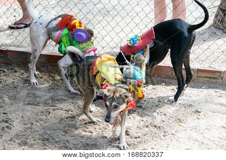 dog race moment - monkey riding dogs for entertaining