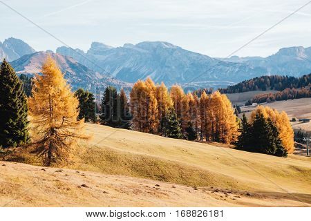 Lovely yellow larches in sunlight. Unusual and gorgeous scene. Location place Dolomiti, Compaccio village, Seiser Alm or Alpe di Siusi, Province of Bolzano - South Tyrol, Italy, Europe. Beauty world.