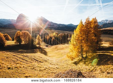 Lovely yellow larches in sunlight. Unique and gorgeous scene. Location place Dolomiti, Compaccio village, Seiser Alm or Alpe di Siusi, Province of Bolzano - South Tyrol, Italy, Europe. Beauty world.