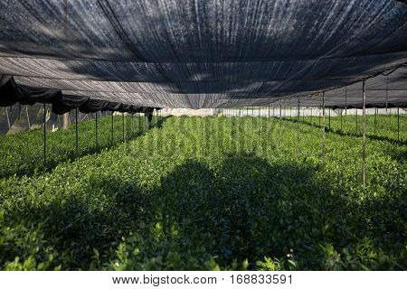 View of the greenhouse with growing plants