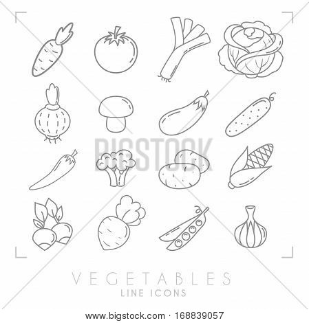Set of line vegetable icons. Flat style. Carrot tomato leek cabbage onion mushroom eggplant cucumber pepper broccoli potato corn radish beet root peas garlic.