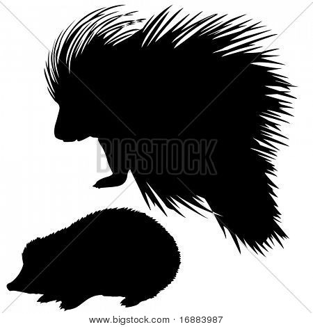 Silhuet af porcupine og pindsvin
