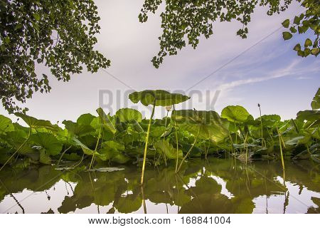 Lotus flowers on river Mincio_Italy_ during a sunny day.
