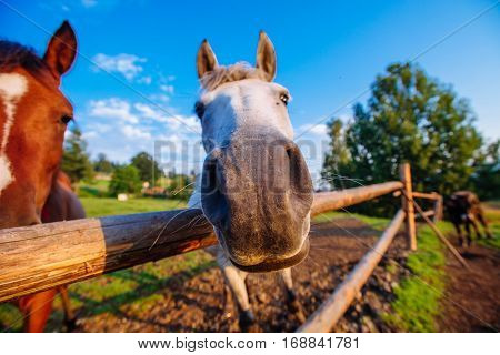 Funny closeup of a horse looking at the camera