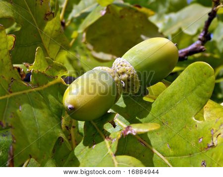 Unreife Eichel auf Herbst Eiche