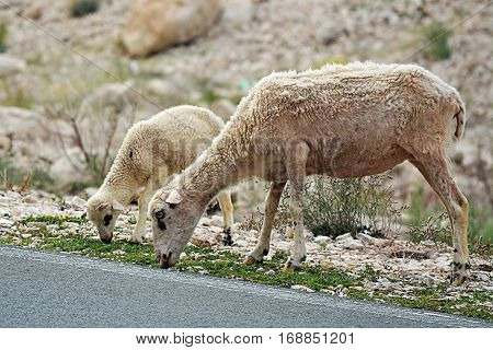 Sheeps on island Rab looking for food
