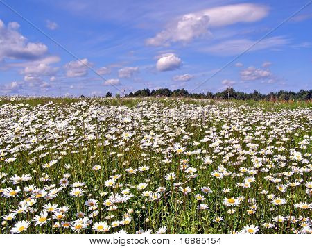 daisywheels en campo