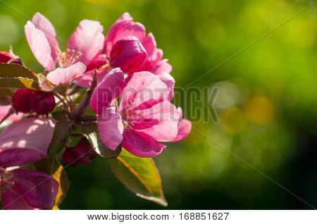 Blossoming Apple With Pink Flowers On Green Background