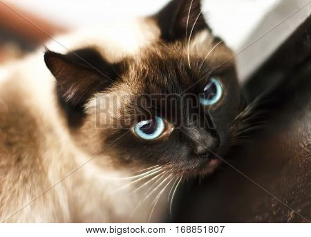 Siamese Cat With Blue Eyes, Looking Directly
