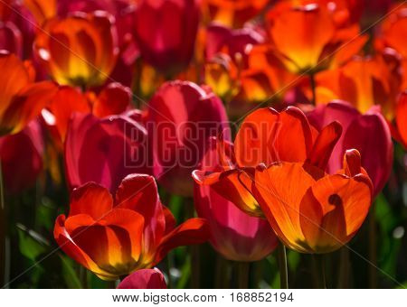 Beautiful Spring Flowers, Colorful Tulips