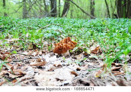 Gyromitra gigas mushroom commonly known as the snow morel snow false morel calf brain or bull nose is a fungus and a member of the Ascomycota.