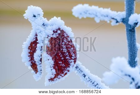 Close up of frozen tree branch and bright red leaf covered with frost - Beautiful winter image