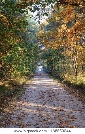 Milan (Lombardy Italy): path into the Park of Groane at fall (october)