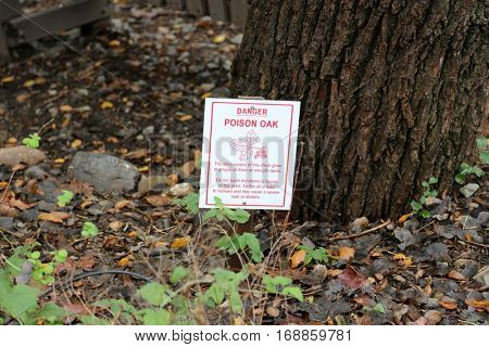 Toxicodendron diversilobum , Rhus diversiloba, commonly named Pacific poison oak or western poison oak, is a woody vine or shrub in the Anacardiaceae family.
causes itching and allergic rashes