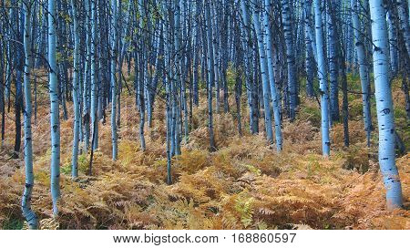 Thick aspen forest covered in brown ferns