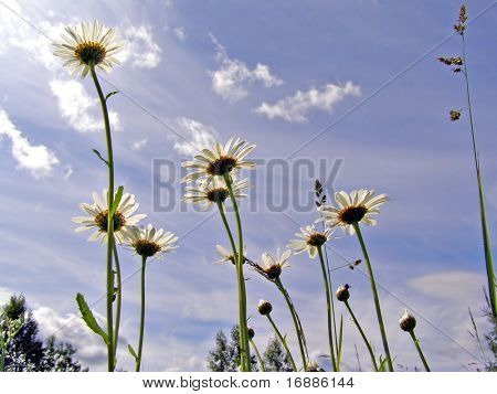 flowerses de Margarita en el cielo nublado de fondo