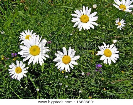 daisywheels en campo