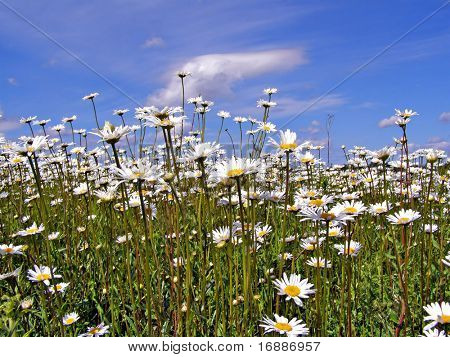 daisywheels en campo