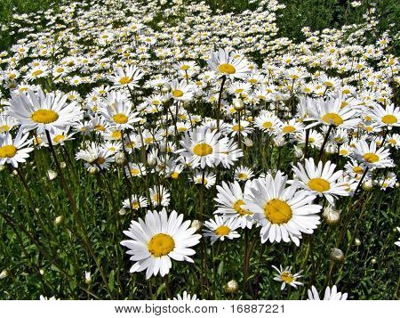 daisywheels en campo