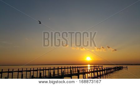 Solo gull flying over the bay at sunset