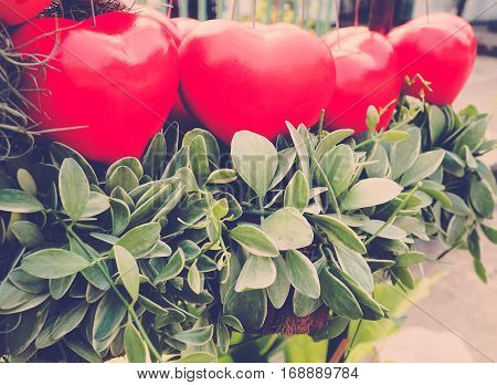 Retro color/ Red Heart Balloons with creeper plant (Dischidia nummularia Variegata)