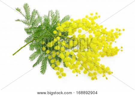 Wattle flower or mimosa branch symbol of 8 march women international day on white background