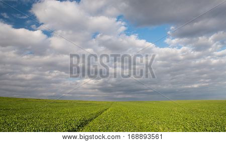 Green field and cloudy sky with white cumulos clouds late in the evening.