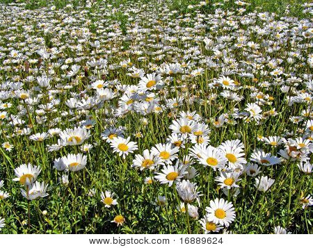 daisywheels en campo