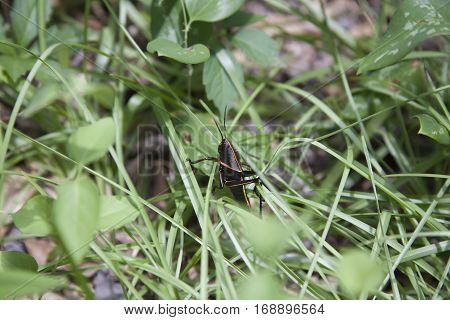 Eastern Lubber Grasshopper
