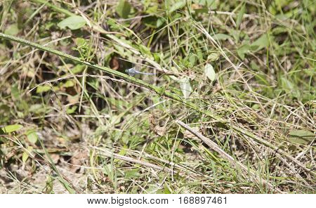 Western Pondhawk Dragonfly
