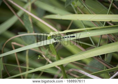 Eastern Pondhawk Dragonfly