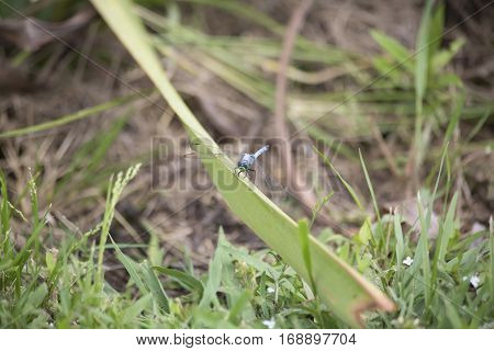 Western Pondhawk Dragonfly