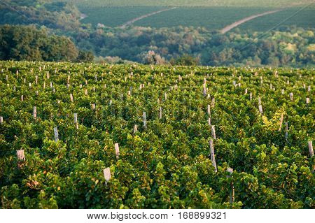 beautiful grape field in the morning at dawn