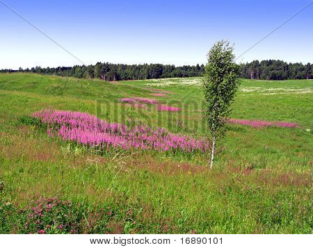 lilla blomster på felt