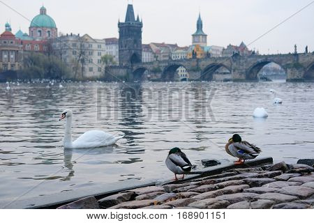 Swams on Vitava river in Prague
