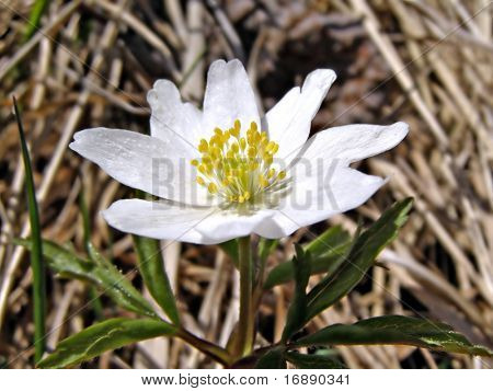 snowdrop amongst dry herb