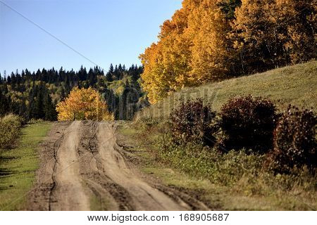 Autumn Colors Cypress Hills Canada