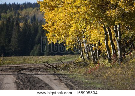 Autumn Colors Cypress Hills Canada