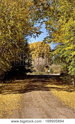 Autumn Colors Cypress Hills Canada
